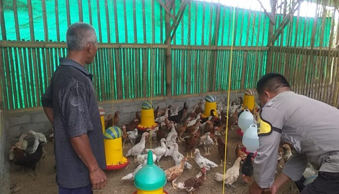 Sinergi Polri & Peternak: Wujudkan Ketahanan Pangan di Lombok Barat