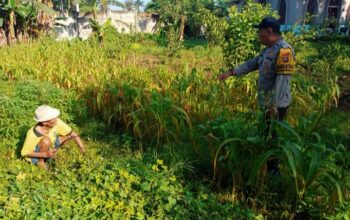 Bhabinkamtibmas Karang Bongkot Turun ke Sawah, Dukung Petani Maju!