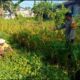 Bhabinkamtibmas Karang Bongkot Turun ke Sawah, Dukung Petani Maju!