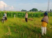 Bhabinkamtibmas Labuapi Aktif Dorong Ketahanan Pangan di Desa Karang Bongkot