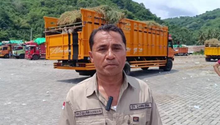 Jeritan Pengusaha Ternak Bima: 2 Sapi Mati Sia-Sia Akibat Kelangkaan Kapal Menjelang Idul Adha 2025