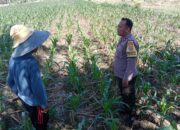 Bhabinkamtibmas Desa Bagik Polak Barat Dorong Kemandirian Pangan