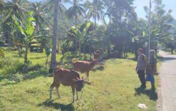 Bhabinkamtibmas Batulayar Barat Aktif Dorong Ketahanan Pangan Masyarakat Melalui Pemanfaatan Pekarang
