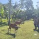Polsek Batulayar Inisiasi Edukasi Pangan Mandiri dari Lahan Pekarangan Warga