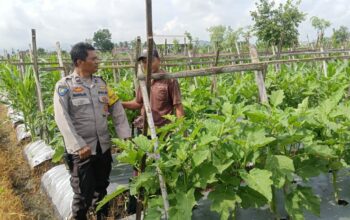 Bhabinkamtibmas Beleka Aktif Dampingi Petani Wujudkan Ketahanan Pangan