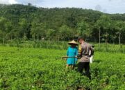 Optimalisasi Pekarangan: Peran Aktif Bhabinkamtibmas