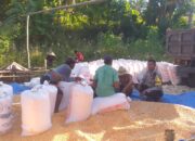 Dukungan Polri Terhadap Petani: Bhabinkamtibmas Monitoring Panen Jagung di Lombok Barat