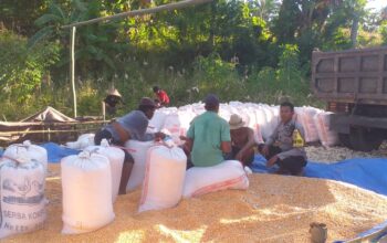 Dukungan Polri Terhadap Petani: Bhabinkamtibmas Monitoring Panen Jagung di Lombok Barat
