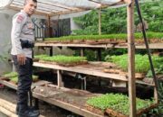 Bhabinkamtibmas Desa Terong Tawah Galakkan Ketahanan Pangan di Desa