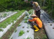 Upaya Polri Perkuat Ketahanan Pangan di Lombok Barat: Kunjungan Bhabinkamtibmas
