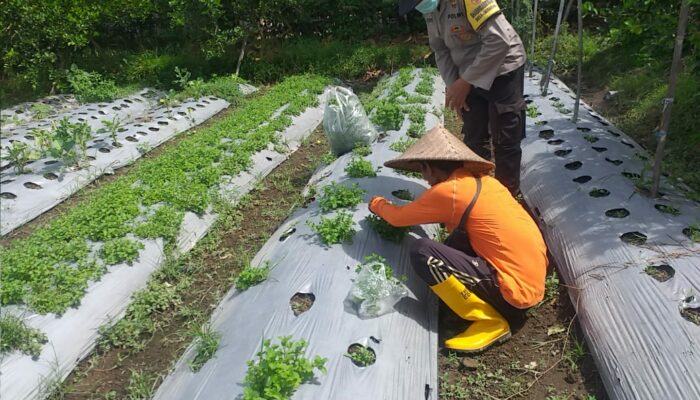 Upaya Polri Perkuat Ketahanan Pangan di Lombok Barat: Kunjungan Bhabinkamtibmas