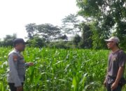 Bhabinkamtibmas Jagaraga dan Petugas PPL Cek Langsung Kondisi Pertanian Jagung di Kuripan