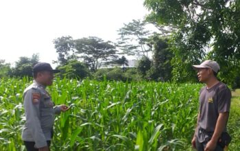 Bhabinkamtibmas Jagaraga dan Petugas PPL Cek Langsung Kondisi Pertanian Jagung di Kuripan
