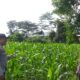 Bhabinkamtibmas Jagaraga dan Petugas PPL Cek Langsung Kondisi Pertanian Jagung di Kuripan