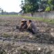 Sinergi Polri dan Masyarakat dalam Mewujudkan Ketahanan Pangan di Lombok Barat