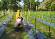 DDS Bhabinkamtibmas Dorong Produksi Cabai dan Keamanan Desa