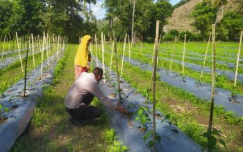 DDS Bhabinkamtibmas Dorong Produksi Cabai dan Keamanan Desa