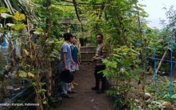Lombok Barat, NTB – Kepolisian Sektor Kuripan, melalui personel Bhabinkamtibmasnya, terus menunjukkan komitmen dalam mendekatkan diri dengan masyarakat sekaligus mendukung program-program strategis pemerintah hingga ke tingkat akar rumput. Salah satu wujud nyata dari upaya ini terlihat pada Rabu (14/05/2025), ketika Bhabinkamtibmas Desa Kuripan Utara melaksanakan kunjungan dan silaturahmi di Dusun Pesongoran. Fokus utama kunjungan kali ini adalah menyambangi Komunitas Pemuda Peduli Lingkungan yang berlokasi di dusun tersebut. Pertemuan yang berlangsung santai namun penuh makna ini dimulai sekitar pukul 09.30 WITA dan dihadiri oleh sejumlah perwakilan pemuda anggota komunitas. Meningkatkan Sinergi dan Kesadaran Pangan Lokal Kegiatan yang diinisiasi oleh Bhabinkamtibmas Desa Kuripan Utara ini bertujuan ganda: pertama, mempererat jalinan silaturahmi dan komunikasi yang sudah terjalin baik antara pihak kepolisian dengan warga binaan, khususnya komunitas pemuda. Kedua, dan tak kalah pentingnya, adalah mensosialisasikan serta mendorong partisipasi aktif komunitas dalam program ketahanan pangan nasional, dengan fokus pada skala rumah tangga dan komunitas. Di tengah tantangan global terkait ketersediaan pangan, inisiatif di tingkat lokal seperti yang digaungkan oleh Bhabinkamtibmas ini menjadi sangat relevan. Konsep ketahanan pangan yang disampaikan merujuk pada kemandirian dalam memenuhi kebutuhan pangan keluarga atau komunitas, salah satunya melalui pemanfaatan lahan pekarangan kosong yang kerap kali belum termanfaatkan secara optimal. Pentingnya Peran Pemuda dan Pemanfaatan Pekarangan Memilih Komunitas Pemuda Peduli Lingkungan sebagai sasaran sosialisasi bukanlah tanpa alasan. Kaum muda memiliki energi, kreativitas, dan potensi besar sebagai agen perubahan di masyarakat. Keterlibatan mereka dalam program ketahanan pangan diharapkan dapat menjadi penggerak dan contoh bagi warga lainnya, sekaligus menumbuhkan kesadaran akan pentingnya kemandirian pangan dari usia dini. Dalam dialog yang interaktif, Bhabinkamtibmas menjelaskan betapa mudahnya memulai program ketahanan pangan mandiri. Dengan menanam sayuran atau tanaman pangan lainnya di pekarangan kosong, warga dapat menghasilkan sumber pangan yang sehat, segar, dan tentunya menghemat biaya belanja. Selain itu, kegiatan berkebun juga bisa menjadi hobi positif yang produktif bagi para pemuda. Berbagai jenis sayuran yang cocok ditanam di pekarangan, seperti cabai, tomat, terong, bayam, atau kangkung, dibahas sebagai contoh konkret. Dukungan Penuh dari Pihak Kepolisian Sektor Kuripan Menanggapi kegiatan positif ini, Kapolres Lombok Barat, Polda NTB, AKBP Yasmara Harahap, S.I.K., melalui Kapolsek Kuripan, Polres Lombok Barat, Ipda I Wayan Eka Ariyana, S.H., menyampaikan apresiasinya. Menekankan bahwa kegiatan seperti ini merupakan bagian integral dari tugas kepolisian, khususnya Bhabinkamtibmas, dalam melakukan pembinaan masyarakat. "Kegiatan ini sangat positif. Kami dari Kepolisian, khususnya Bhabinkamtibmas, memiliki peran strategis dalam membina masyarakat hingga ke tingkat dusun. Program ketahanan pangan ini bukan hanya soal menanam, tapi juga membangun kemandirian masyarakat," ujar Ipda I Wayan Eka Ariyana. Kapolsek menambahkan, bahwa mengapresiasi partisipasi aktif komunitas pemuda di Kuripan Utara ini. “Mereka adalah aset penting dalam mewujudkan lingkungan yang lestari sekaligus mendukung ketahanan pangan lokal. Sinergi antara Polri dan masyarakat, terutama generasi muda, sangat krusial untuk menjaga stabilitas dan kesejahteraan,” ujarnya.