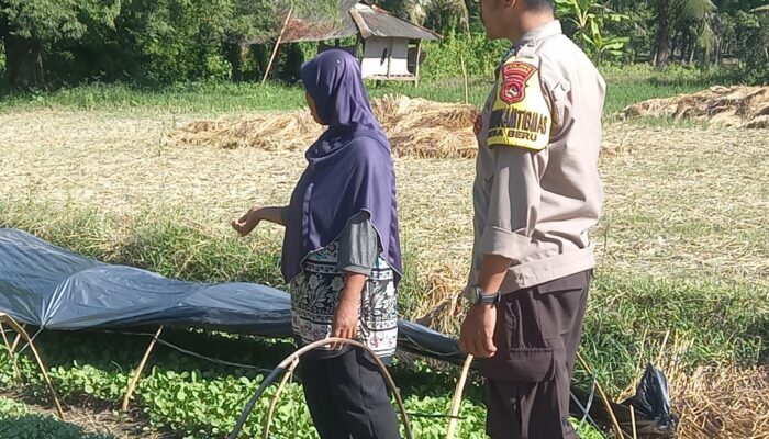 Dukung Ketahanan Pangan, Bhabinkamtibmas Desa Beru Pantau Kebun Sayur Warga