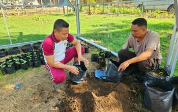 Dukung Ketahanan Pangan Kapolsek Sekongkang Siapkan Bibit Untuk Masyarakat