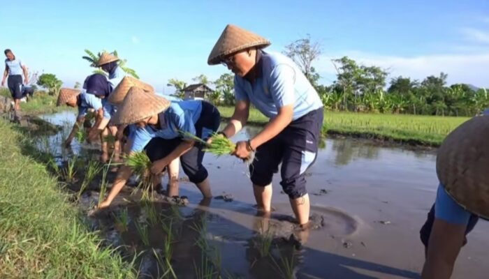 Danlanud ZAM “Turun Sawah” Bersama Staf, Bukti Nyata TNI AU Dukung Ketahanan Pangan Nasional