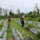 Bhabinkamtibmas Jagaraga Ajak Warga Kembangkan Lahan untuk Ketahanan Pangan