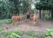 Monitoring Peternakan dan Ketahanan Pangan, Inisiatif Polsek Batulayar