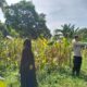 Polres Lombok Barat Dorong Produktivitas Jagung Lewat Pendampingan Petani