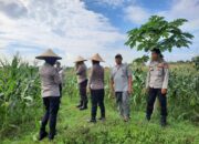 Polisi dan Petani Bersinergi: Kawal Panen Jagung Lombok Barat