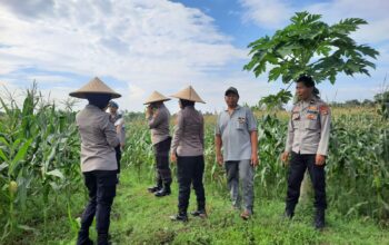 Polisi dan Petani Bersinergi: Kawal Panen Jagung Lombok Barat