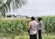 Polres Lombok Barat Tinjau Lokasi Panen Raya Jagung, Persiapan Jelang 2 Juni