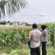 Polres Lombok Barat Tinjau Lokasi Panen Raya Jagung, Persiapan Jelang 2 Juni
