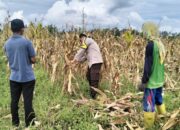 Polri Terjun ke Sawah: Dukungan Nyata untuk Petani Jagung Lombok Barat