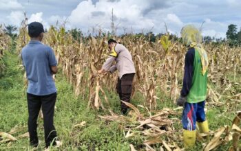 Polri Terjun ke Sawah: Dukungan Nyata untuk Petani Jagung Lombok Barat