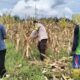 Polri Terjun ke Sawah: Dukungan Nyata untuk Petani Jagung Lombok Barat