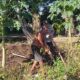 Petani Kuripan Dikejutkan Polisi, Ternyata Ini Alasannya