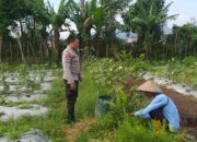 Optimalisasi Lahan untuk Ketahanan Pangan: Langkah Nyata Polri di Lombok Barat