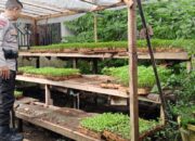 Ketahanan Pangan Nasional, Polsek Labuapi Turun Langsung ke Masyarakat