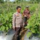 Bhabinkamtibmas Sambangi Petani dan Peternak di Beleka