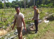 Polisi Aktif Bina Petani Cabai, Dorong Ketahanan Pangan Lombok Barat