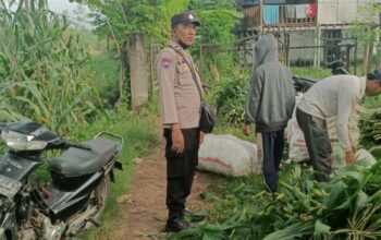 Bhabinkamtibmas Dampingi Panen Jagung di Ombe Baru Dukung Swasembada Pangan