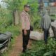 Bhabinkamtibmas Dampingi Panen Jagung di Ombe Baru Dukung Swasembada Pangan