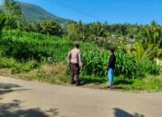 Bhabinkamtibmas Dampingi Petani Jagung di Mareje Timur, Lembar