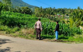Bhabinkamtibmas Dampingi Petani Jagung di Mareje Timur, Lembar