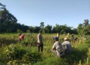 Bhabinkamtibmas Desa Jagaraga Aktif Dorong Ketahanan Pangan Lokal