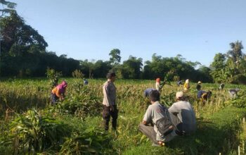 Bhabinkamtibmas Desa Jagaraga Aktif Dorong Ketahanan Pangan Lokal