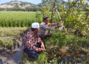 Bhabinkamtibmas Gapuk Dukung Petani Jambu Kristal di Gerung