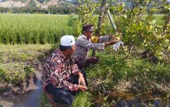 Bhabinkamtibmas Gapuk Dukung Petani Jambu Kristal di Gerung
