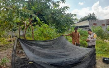 Bhabinkamtibmas Gelogor Dorong Warga Tanam Pangan di Halaman Rumah