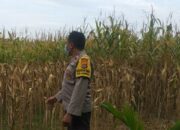 Bhabinkamtibmas Jagaraga Dukung Ketahanan Pangan di Dusun Beremi